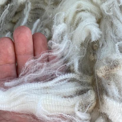 Washed and Picked Merino Fleece (NY)