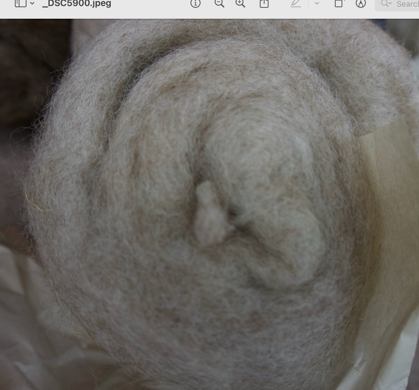Corriedale Natural Color Batts 8 oz (NY)